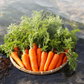 【SUNDUK JEJU】バブルパック〈CARROT〉